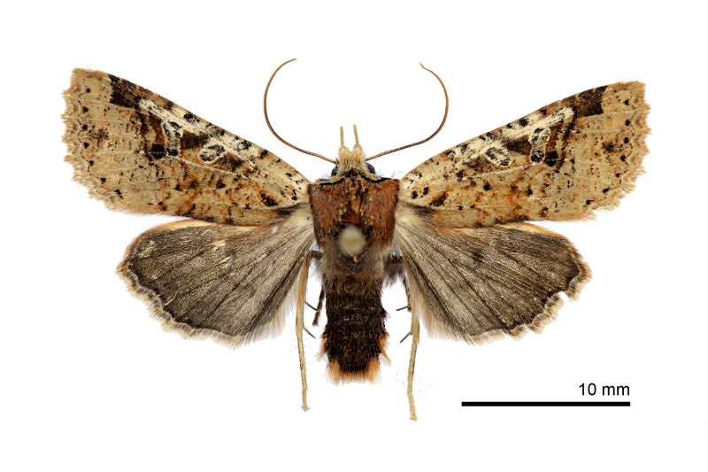 Rhynchaglaea perscitula Male